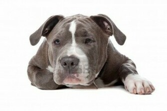 American Pitbull Background Wallpaper HD