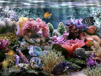 Coral Reef Wallpaper Widescreen Jpg