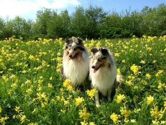 Dog In Flowers Wallpaper And Image Pictures Photos