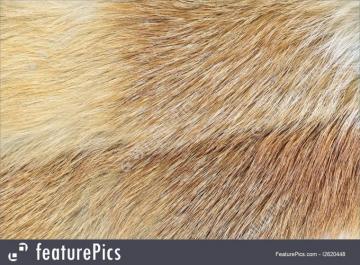Mink Mustela Lutreola Fur Background