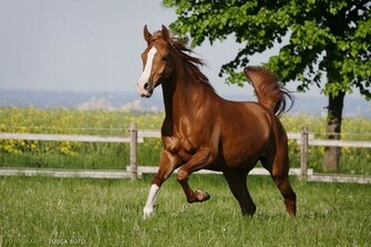 Arabian Horse Wallpaper