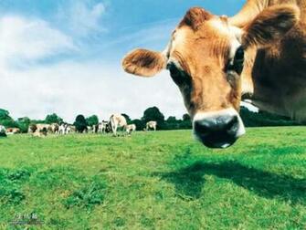 Funny Cow Wallpaper