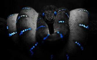 HD Wallpaper Desktop Reptile