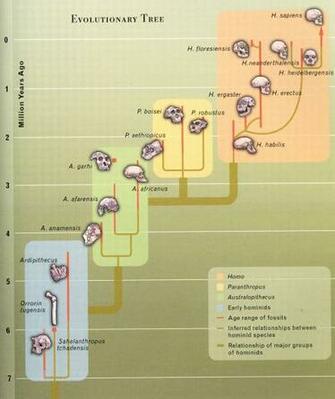 Human Evolution Tree Wallpaper