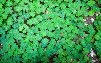 Clover Field Of Nature Fields HD Desktop Wallpaper