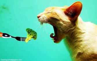 Funny Cat Wallpaper