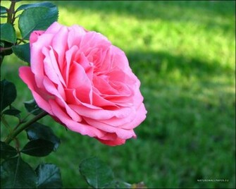Wallpaper Pink Rose Background