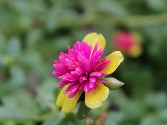 Wallpaper Garden Flowers Image Small Flower In Bloom Pink And Nice