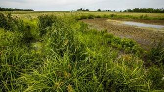 Building Wetlands For Clean Drinking Water Cool Green Science