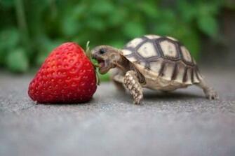 Cute Turtle Wallpaper