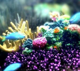 Pictures Coral Reef 3d Screensaver Software Full Version