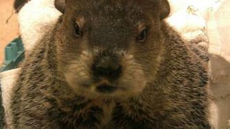 Groundhog Day Wallpaper