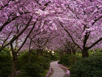 Cherry Tree Wallpaper Desktop