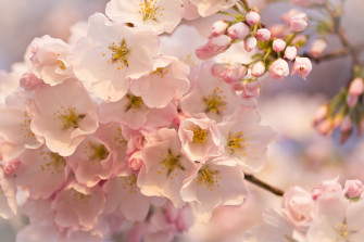 Spring Flowers Background HD For Desktop Wallpaper