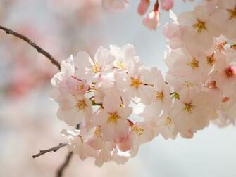 HD Flower Wallpaper Spring Flowers