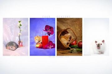 Four Seasons Ratties Wallpaper By Dianephotos Deviantart On