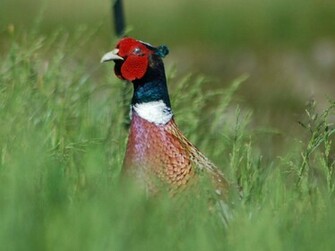 Pheasant Birds Wallpaper
