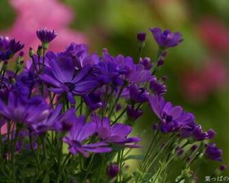 Spring Flowers Wallpaper