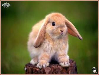 Baby Bunny Image HD Wallpaper And Background