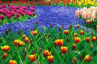Wonderful Flower Garden Cool Wallpaper