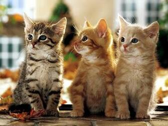 Kapanlagi Wallpaper Feline Friends