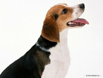 Beagle Wallpaper Dogs