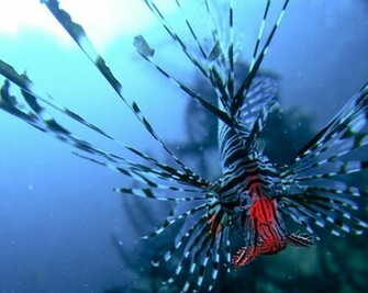 Lionfish Wallpaper