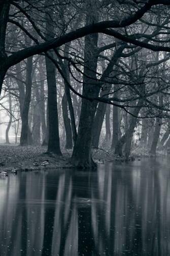 Dark Forest iPhone Wallpaper
