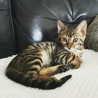 Bengal Kittens Wallpaper On