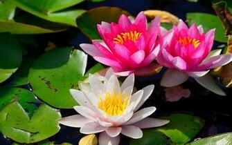 Water Lilies Wallpaper