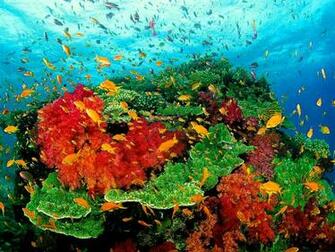 Coral Wallpaper HD Background Image Pictures