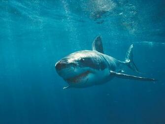 Great White Shark Wallpaper HD