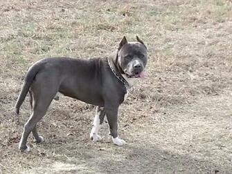 Deuce 1yr Old And 80lbs Ambully Apbt Or Amstaff Pit Bull