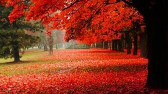 Fall Scenery Image HD Wallpaper Live Hq
