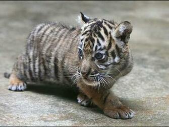 Baby White Tigers Wallpaper