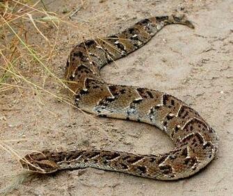 Male Puff Adders May Be Seen Performing Strange Ritualized Combats Or