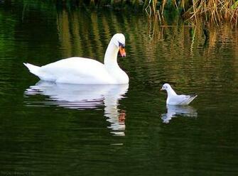 White Swan Wallpaper