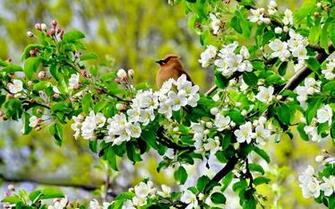 Spring Flowers Wallpaper Dark Gray Widescreen Desktop