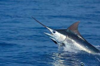 Sport Fish Wallpaper Top Background