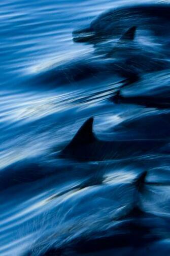 Dolphin Dolphins Swimming Swim Wallpaper Background