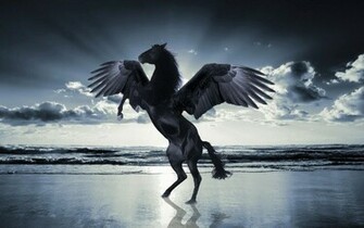 Beautiful Horse Cool Wallpaper HD Walls Find