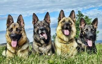 German Shepherd HD Wallpaper Background Image