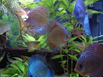 Discus Fish Sea Life Wallpaper