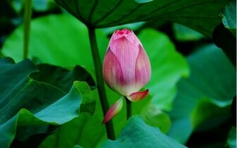 Beautiful Wallpaper For Desktop Lotus HD