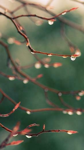 Water Drops Spring iPhone 5s Wallpaper