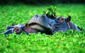 Best Hippopotamus Wallpaper