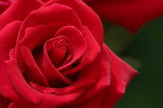 Desktop Inspiratoin Beautiful Rose Flower Wallpaper