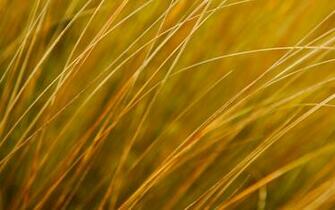 Windows Background Build Golden Grass Wallpaper X
