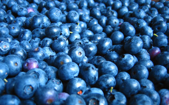 Blueberry HD Wallpaper