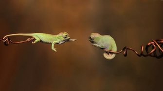 Chameleon Wallpaper Top Background